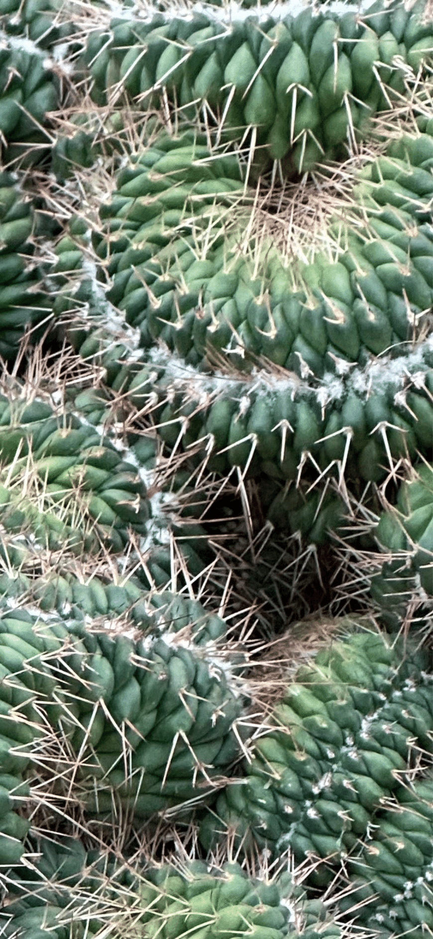 白竜丸綴化｜EGGSEED