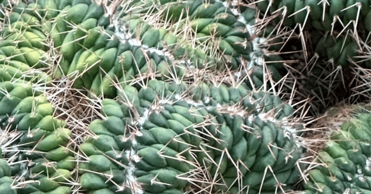 マミラリア コンプレッサ 白竜丸綴化 園芸ネット本店｜マミラリア