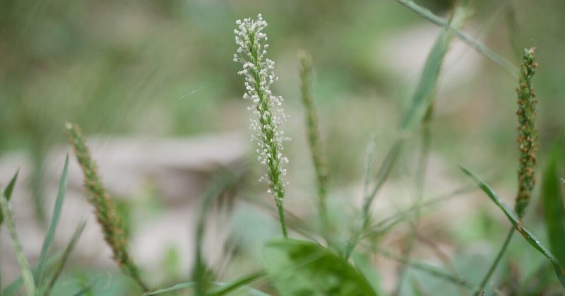 道草植物図鑑No.10「オオバコ」