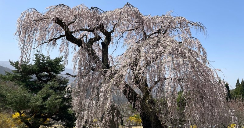 弁天様のしだれ桜 （長野県須坂市 豊丘地区）