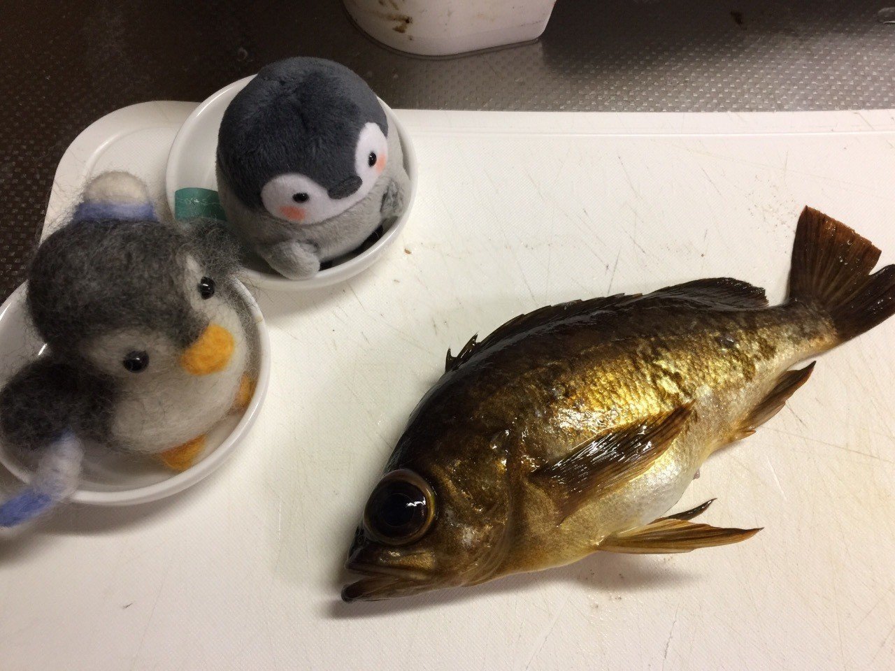 煮付け メバルを美味しく 今日のアジはどんな味 たのしいアジングと激うまレシピ Note