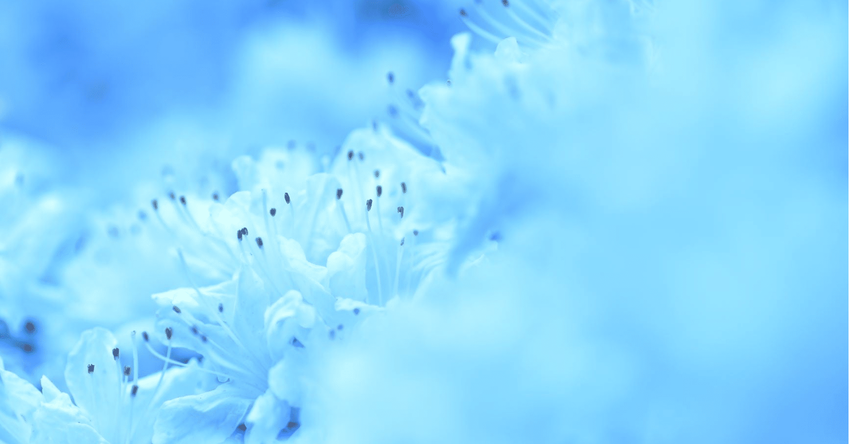 Slack」「ISRG Root X1」ルート証明書 インストールされてますか？｜neko.usaさん