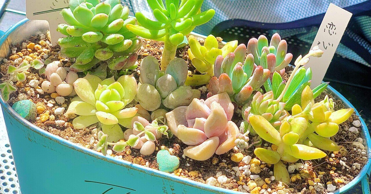 多肉植物の寄せ植えとアロマティカス｜凪