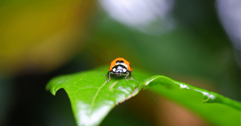 服の穴ふさぎ虫