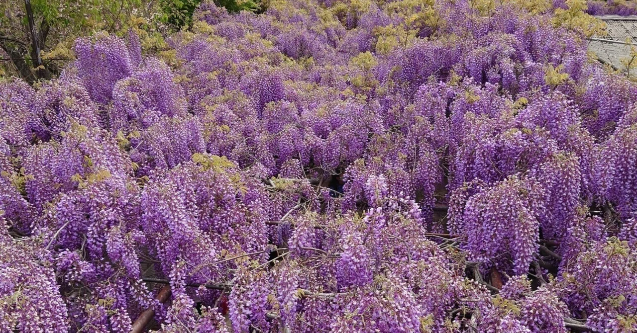 確認用♬*.+゜千鳥柄に藤の花と八重桜◡̈