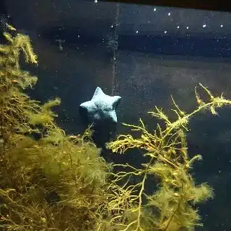 りんごの木