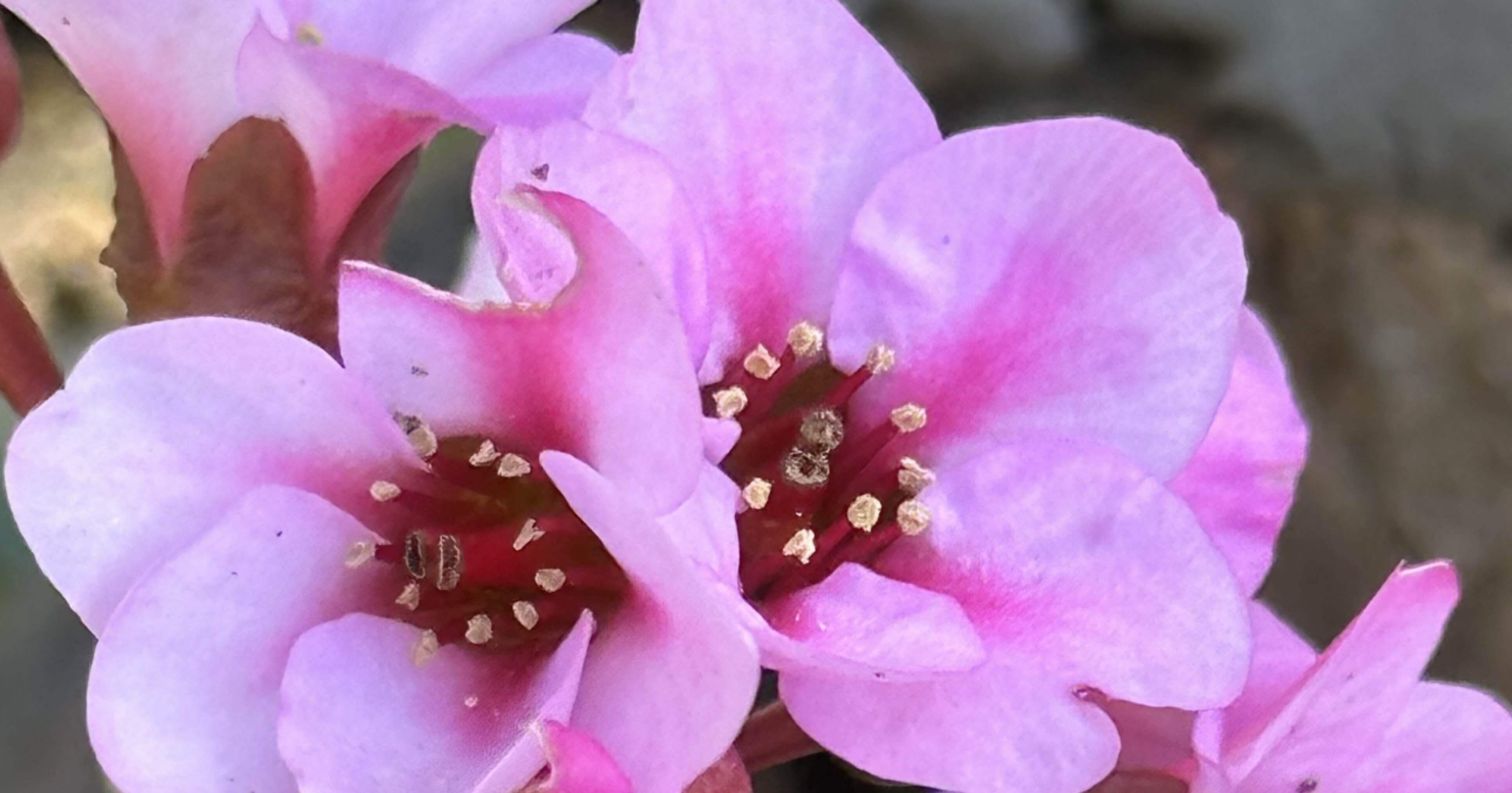 ヒマラヤユキノシタ この大型葉を擦り合わせると豚の鳴き声が再現