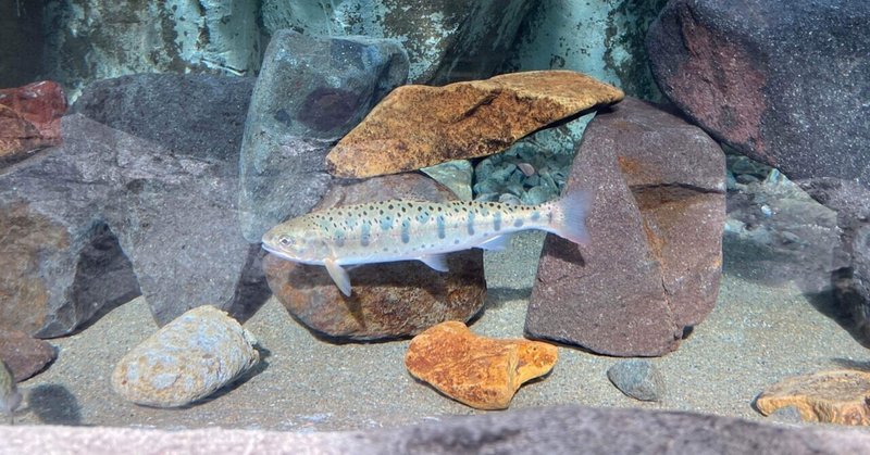 水族館好きだけど魚の名前は覚えられない