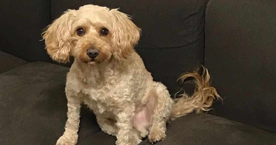 犬のトイレトレーニング しましま Note