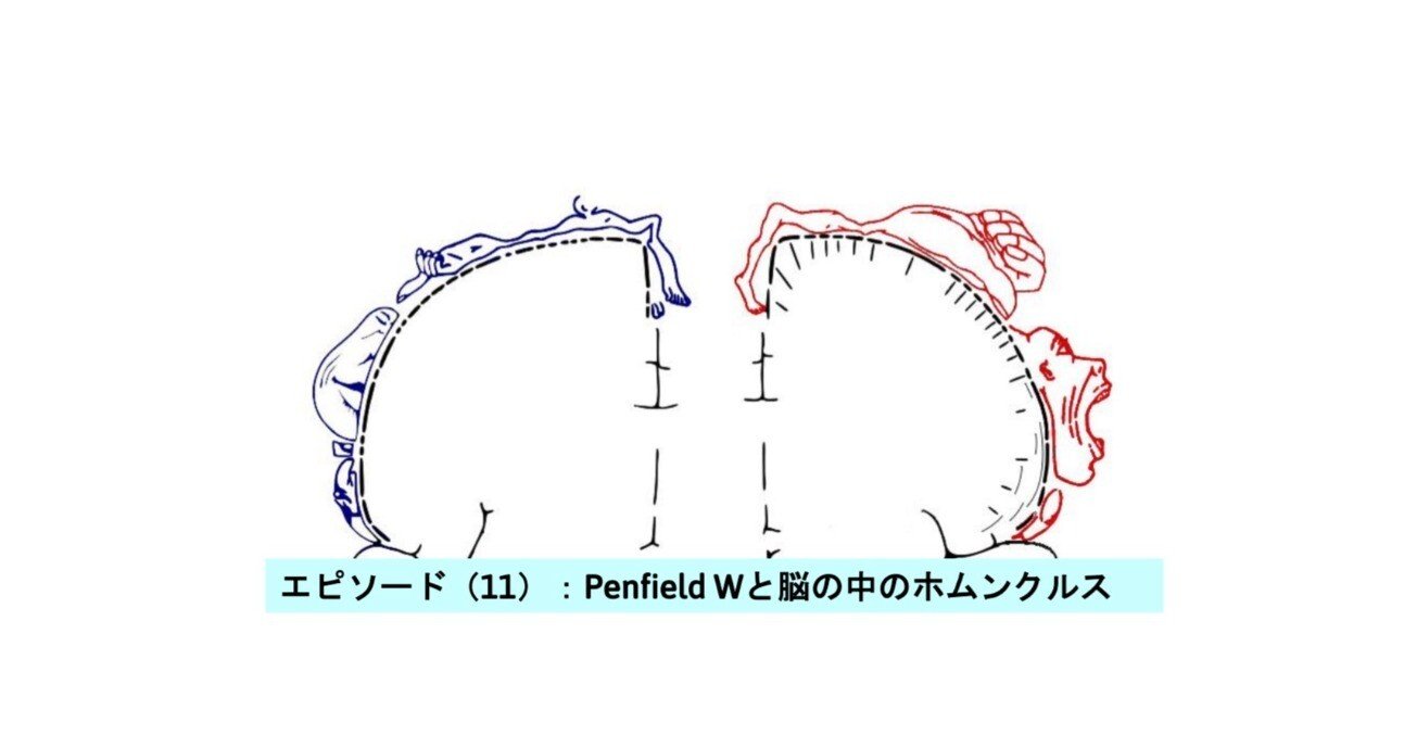 エピソード（11）：Penfield Wと脳の中のホムンクルス｜貫和敏博