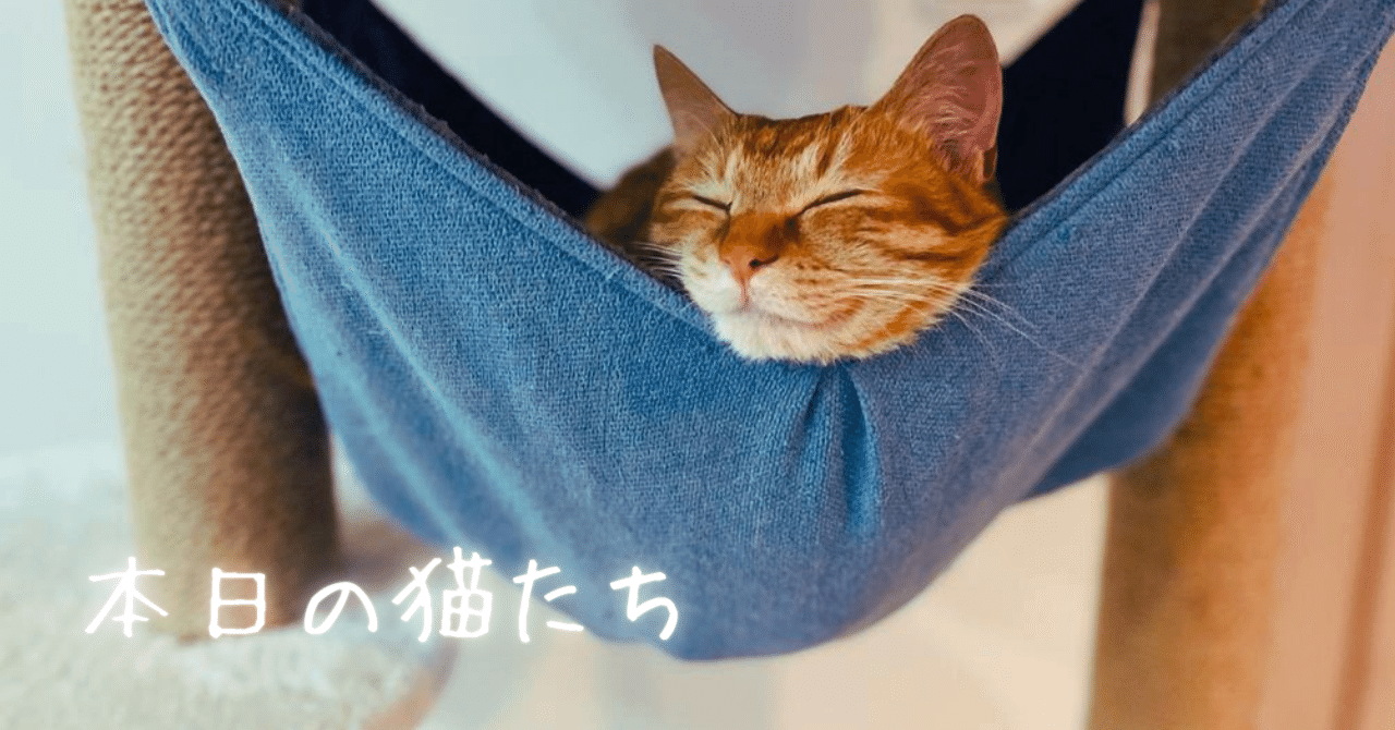 本日の猫たち #054（猫じゃらしの寿命）｜MIU