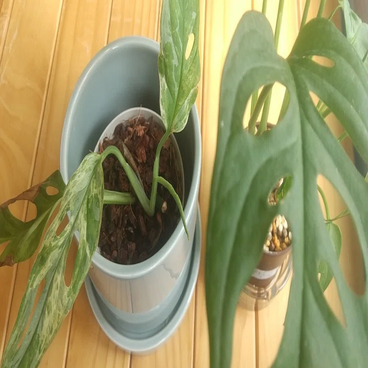 お迎え～植え替え、その後】マドカズラ。｜micyu