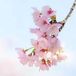 紀咲