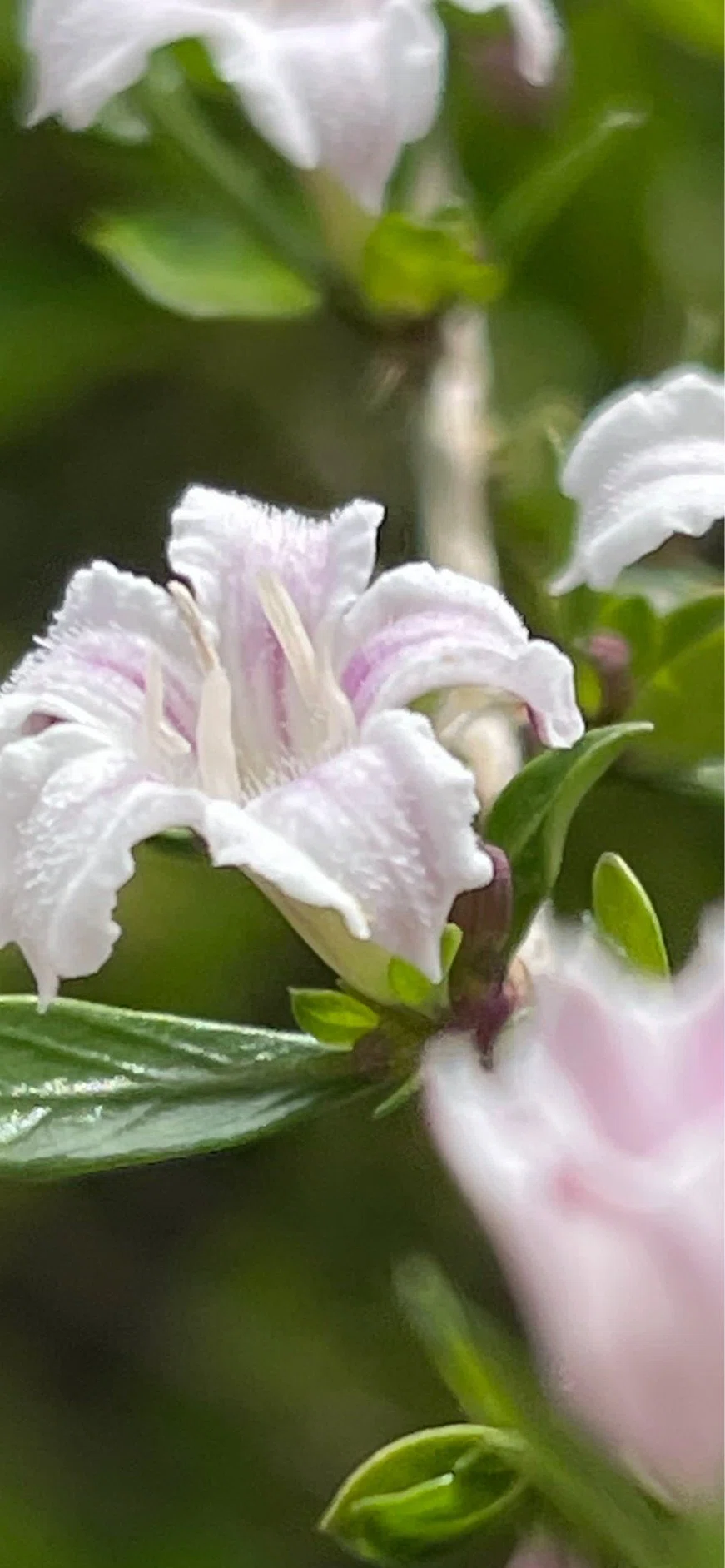 白丁花｜EGGSEED