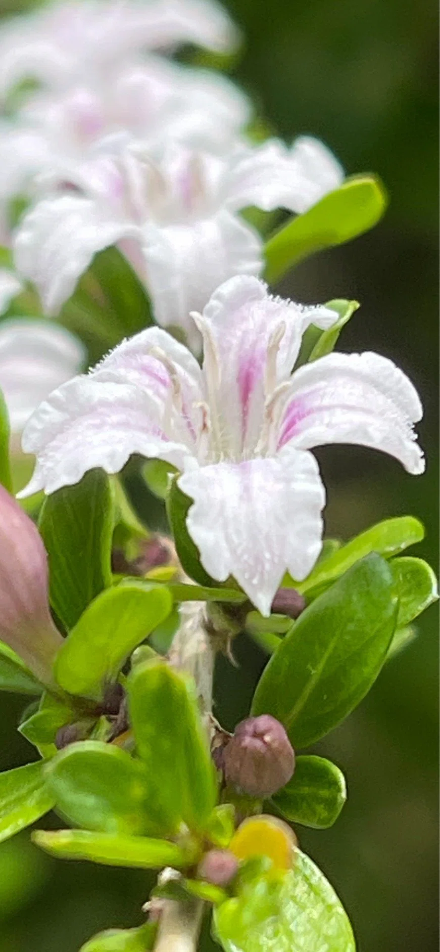 白丁花｜EGGSEED