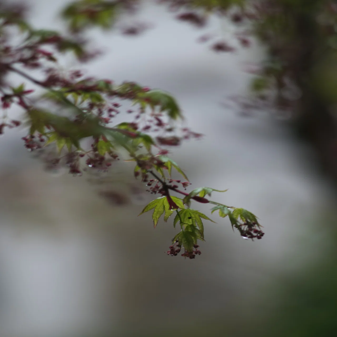 K.H.AR 135f2.5 ｜sgk