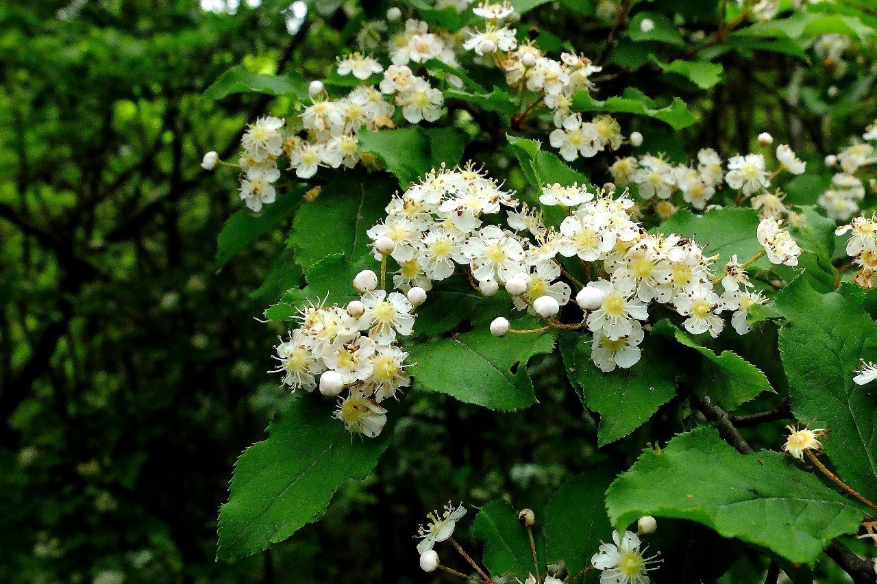 白い花を一杯つける カマツカ Hhaannaaiihh Note