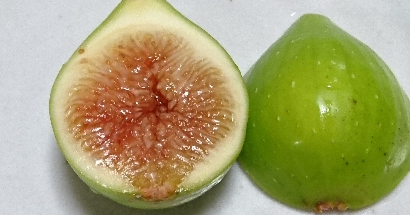 イチジク苗木　2品種セット　レディーホワイト　エバービーリング イチジク苗木 2品種セット レディーホワイト エバービーリング LSU