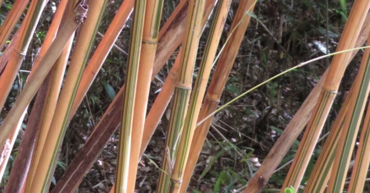 金明竹