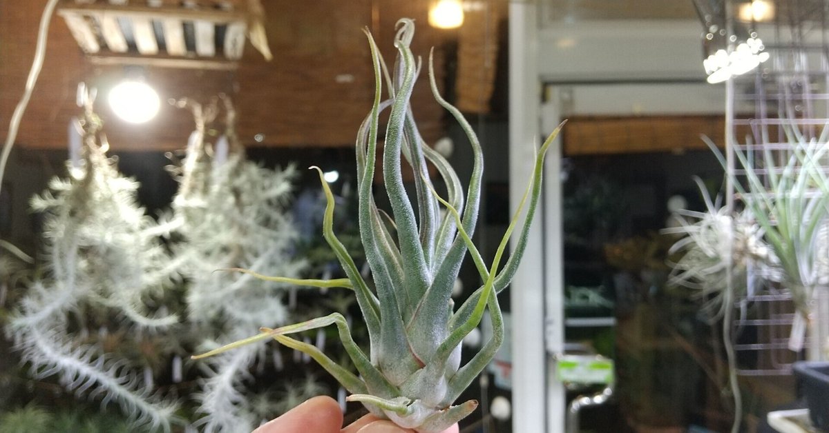 チランジア入荷リスト4/4｜NatureGarden🌿神田
