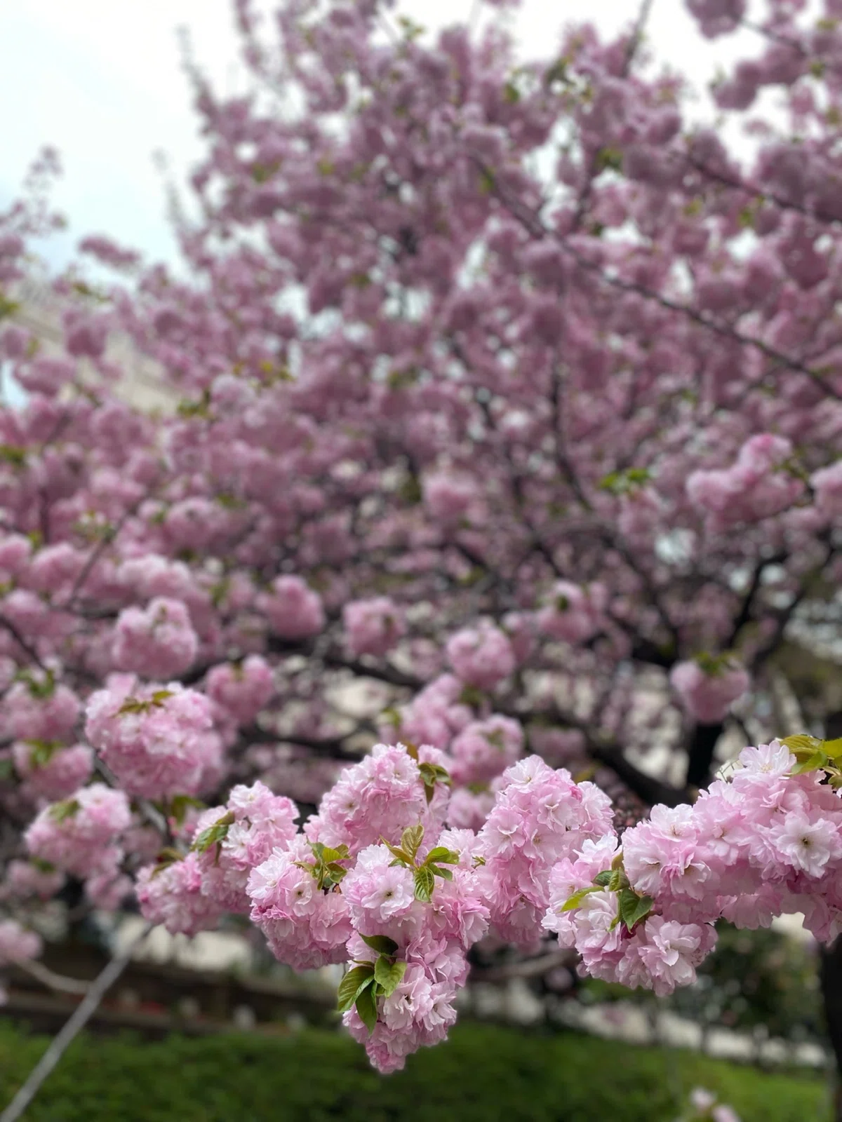 桜こんもり|nagi