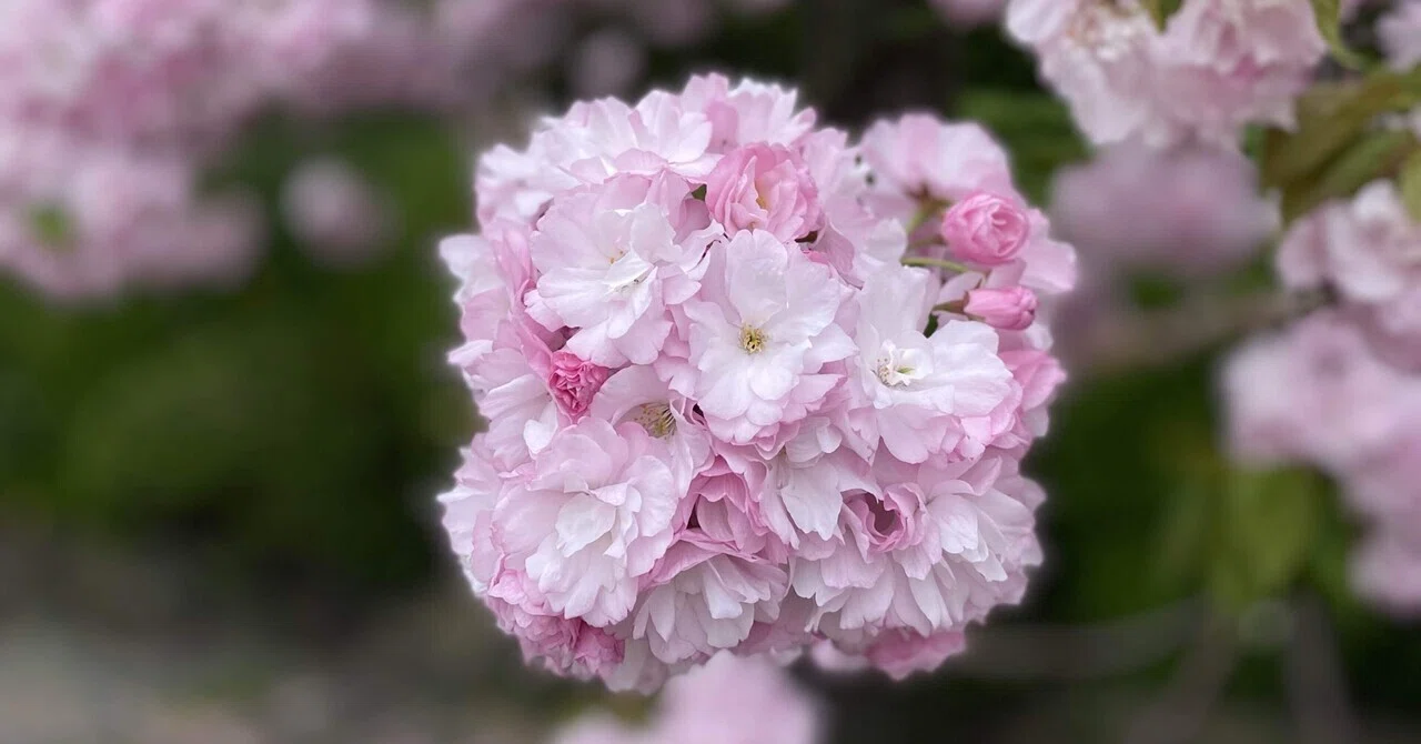 桜こんもり｜nagi
