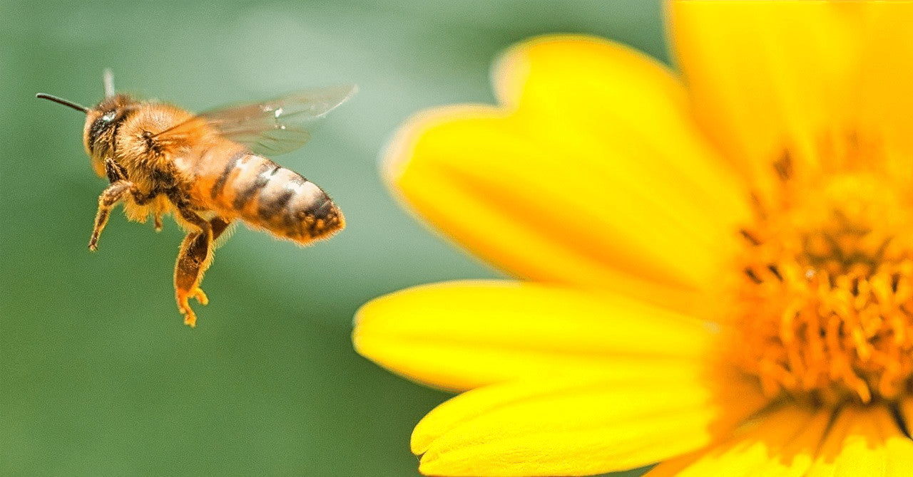 推す」ことの暴力性、「キラー・ビー（SWARM）」が示した、悪い余韻｜堀聡太