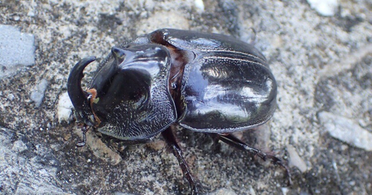外国産クワガタ・カブトムシ 外国産カブトムシ・クワガタムシを見に行こう！ | キョロロ通信(公式