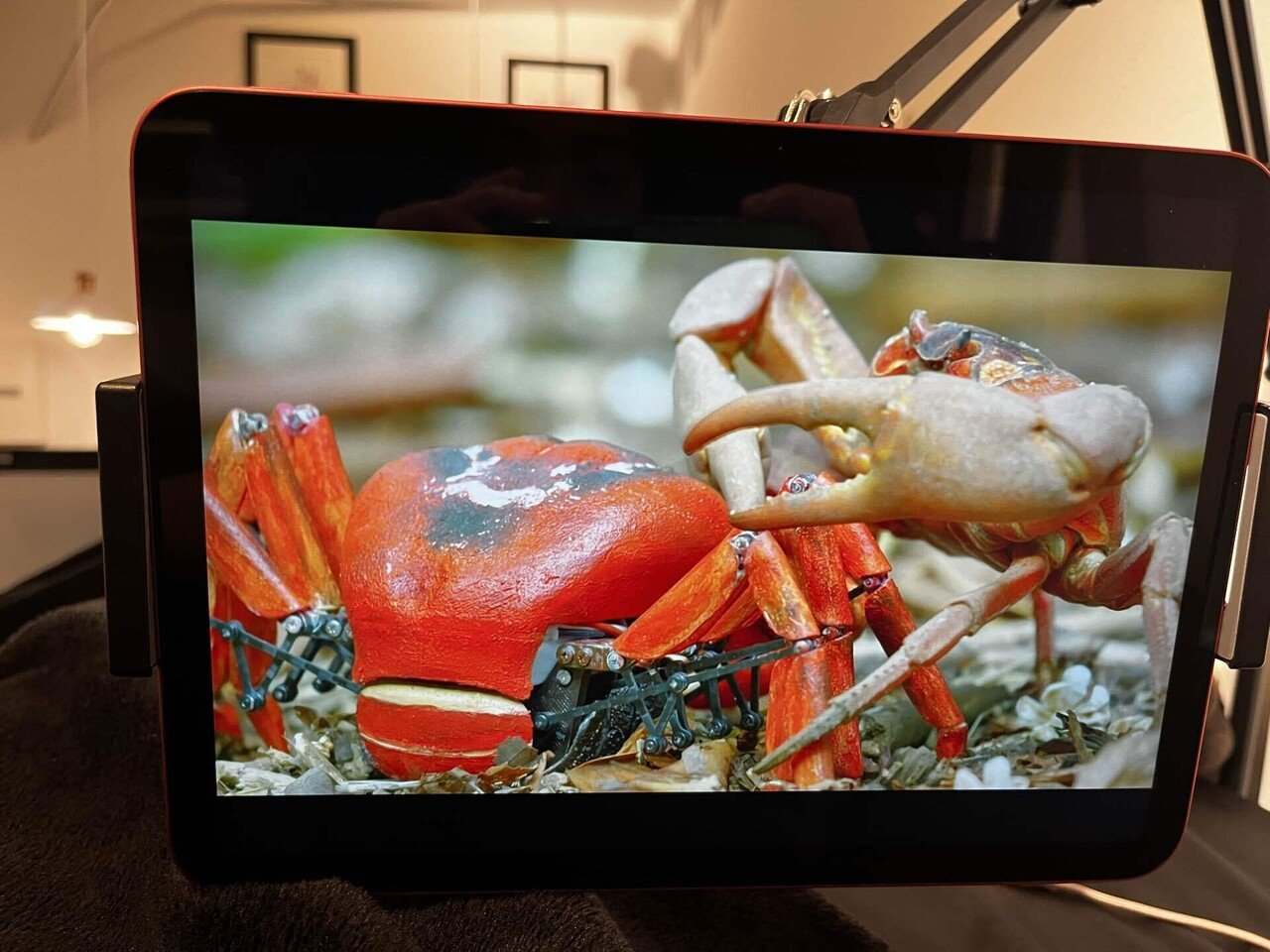 ハチワレ　カメラ　カニ 一口エッセイ:動物と人間の違い｜nyalra