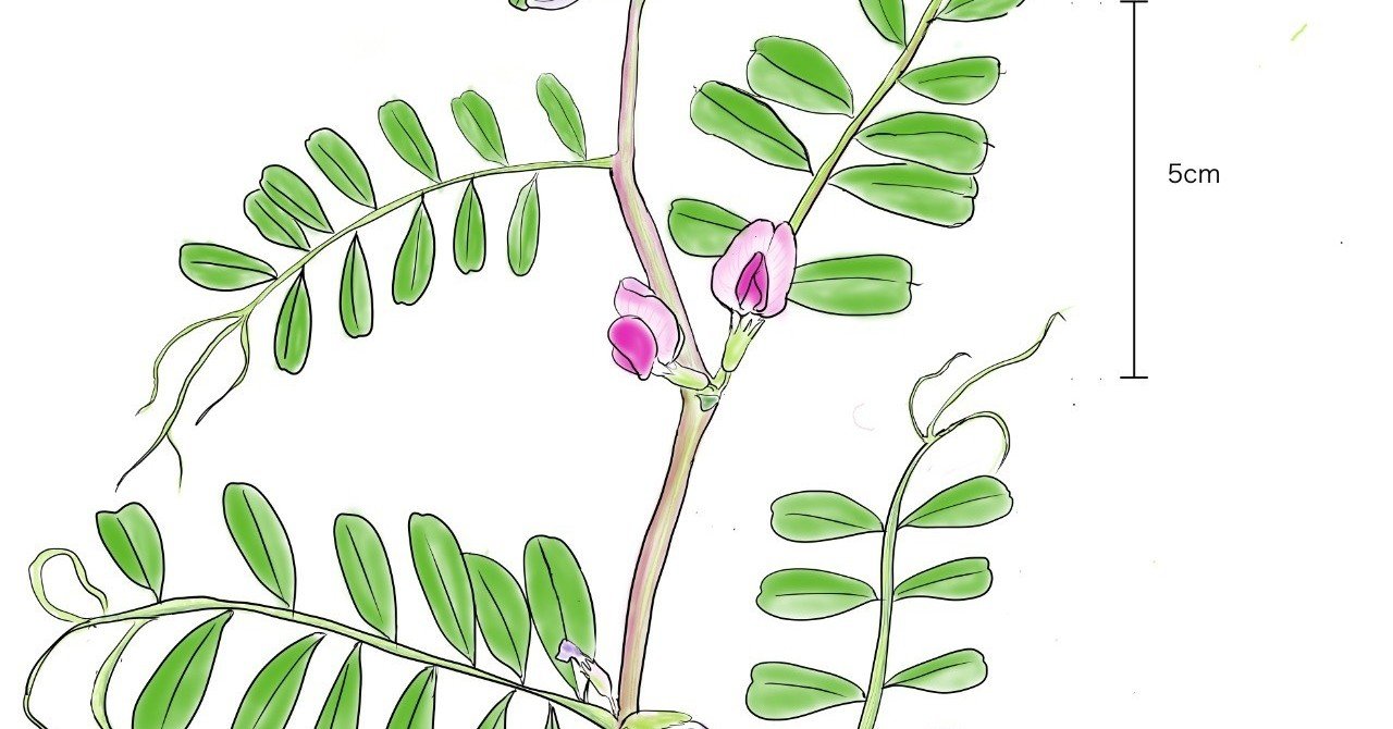 身近な草花をスケッチする楽しさ なかたまやこ リトカル Note