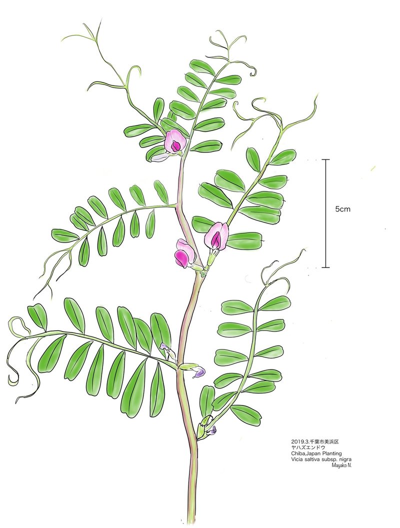 身近な草花をスケッチする楽しさ なかたまやこ リトカル Note 身近な草花をスケッチする楽しさ なかたまやこ リトカル Note