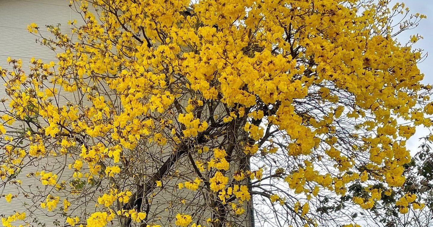 九州『花旅』 イペーの花に出会えました！｜暮らしの花研究家