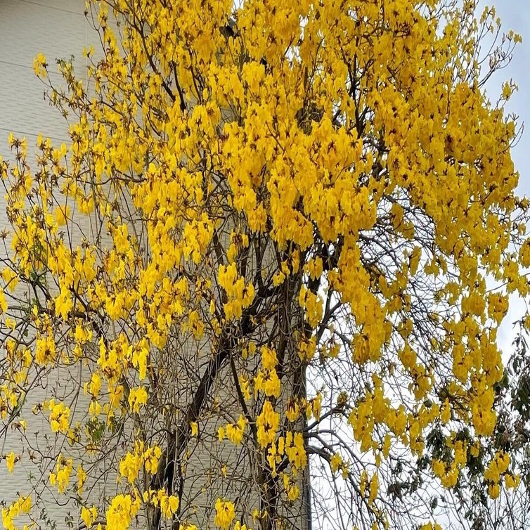庭木にイペーの木　南国感漂う鮮やか黄色の花が春に咲きます。庭を明るくしますよ。 Amazon.co.jp: 庭木最適にイペーの木南国感漂う鮮やか黄色の花が春に