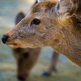 鹿人（仮）/子鹿写真