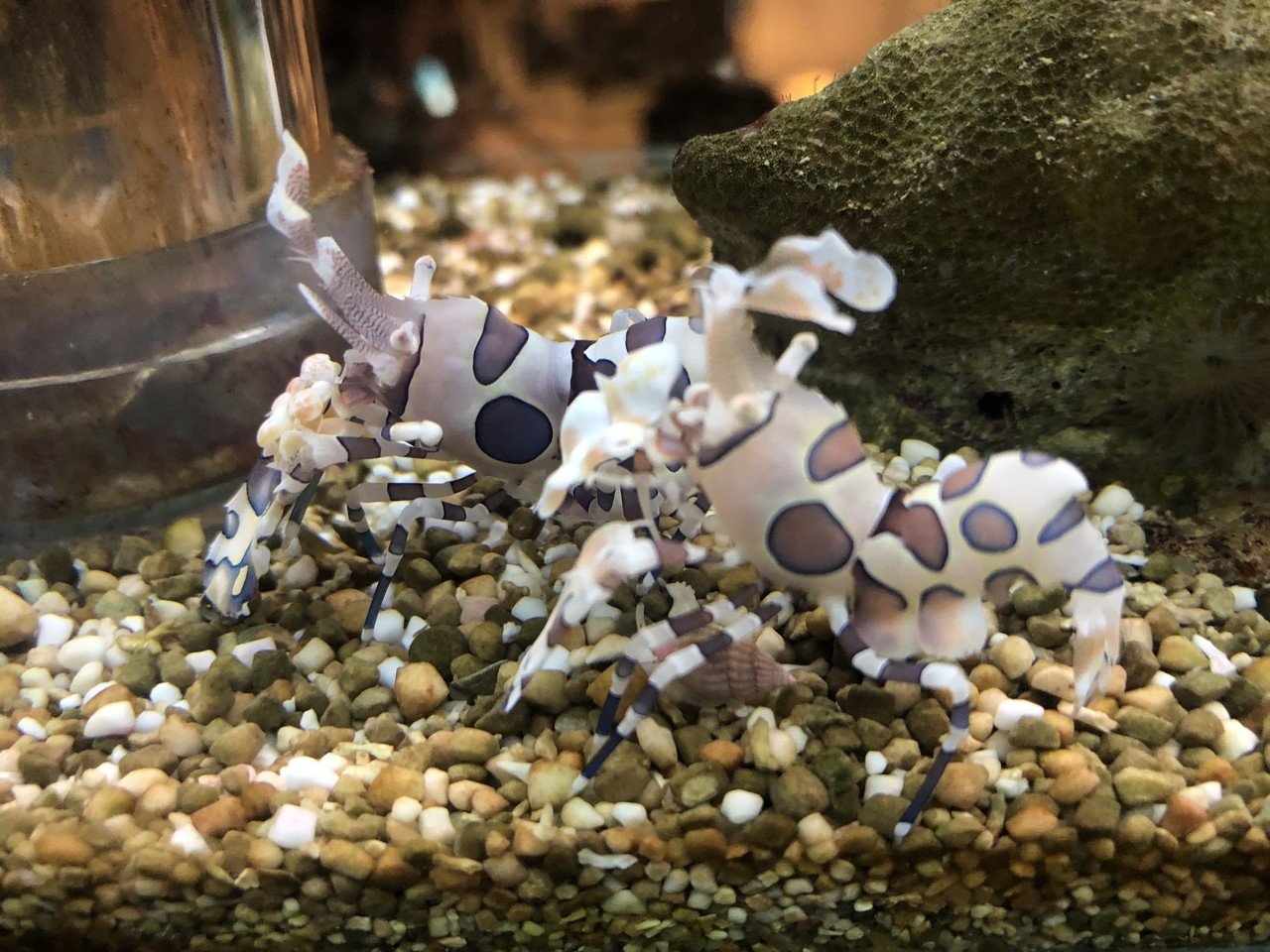 鳥羽水族館にも行ってきたよ｜さんしょぐま