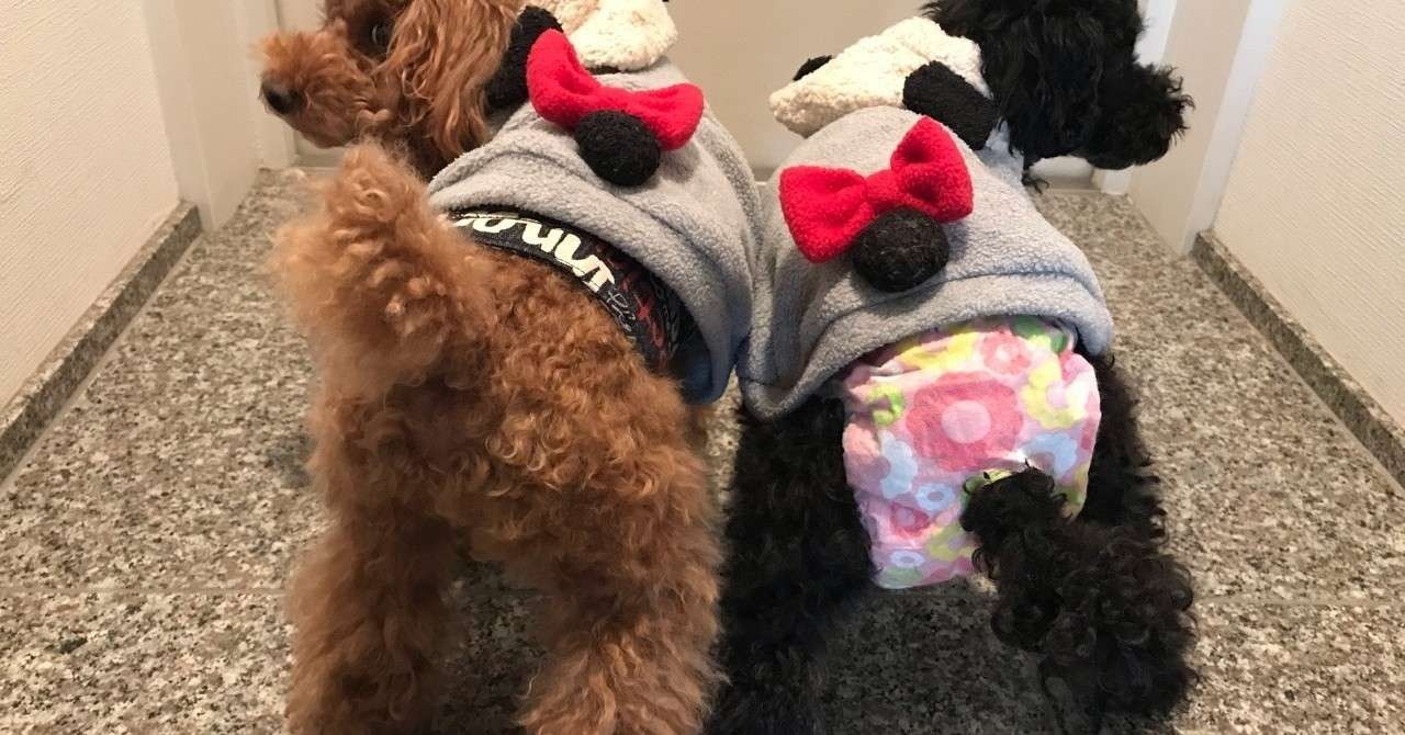 犬のマナーは飼い主のマナー みう Note