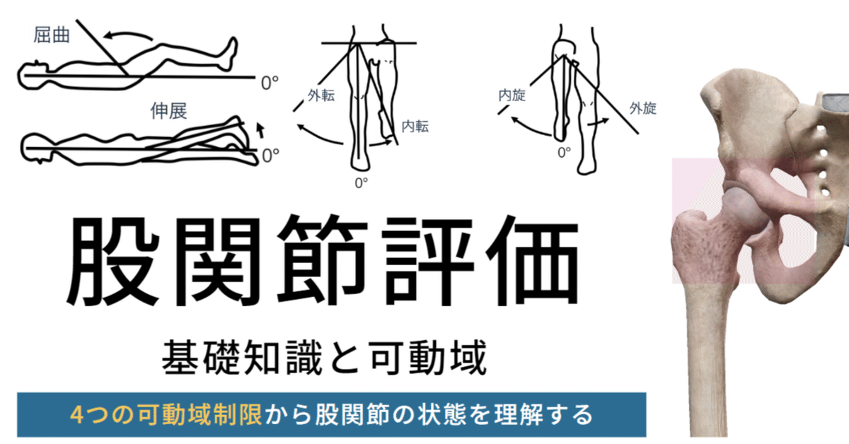 【お取り寄せ】 股関節の4つの可動域制限とは｜理学療法メモ 健康・医学