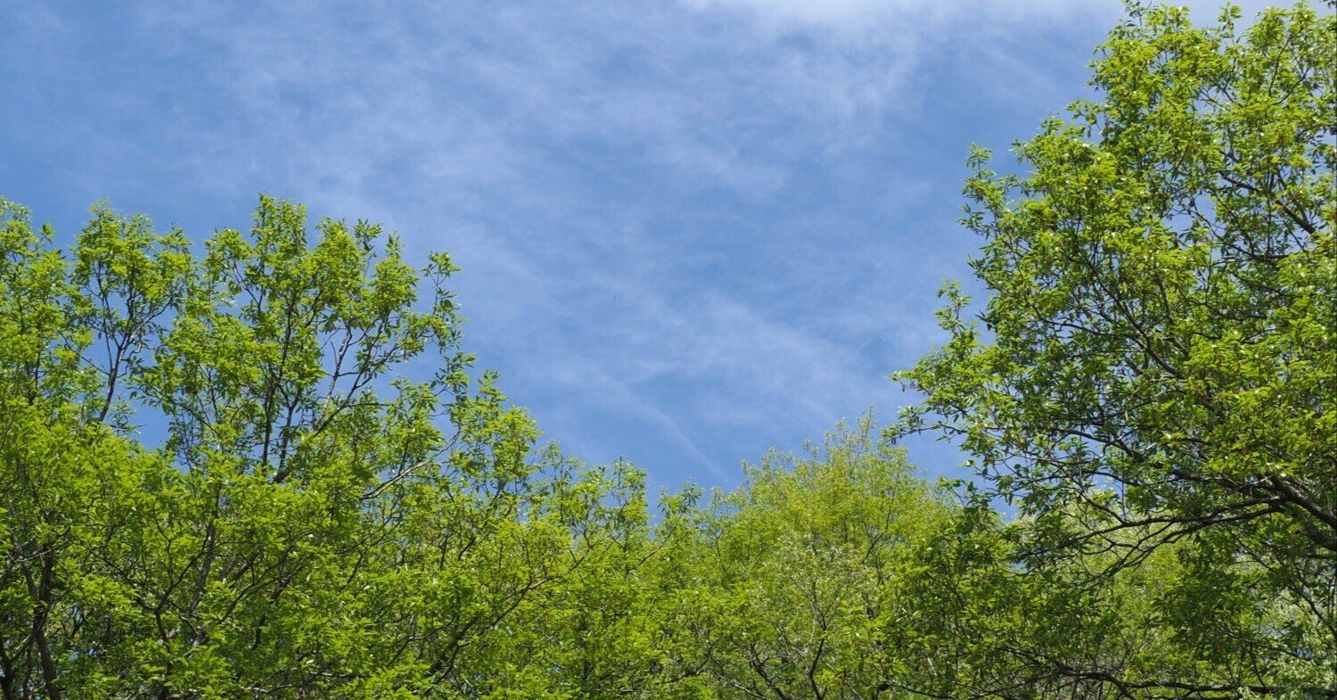 いつもありがとうございますo( ^_^ )o「森の木漏れ日」