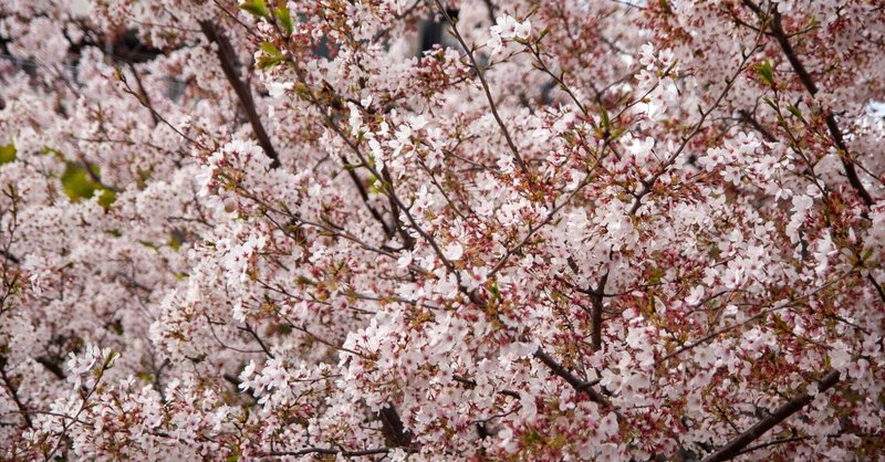 コニカミノルタ　α-7 デジタルで撮る桜