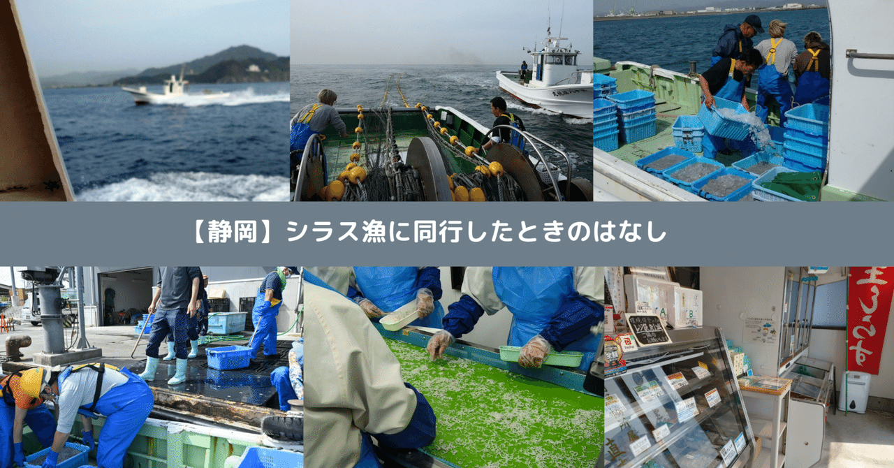静岡】シラス漁に同行したときのはなし｜三保原屋/静岡に300年