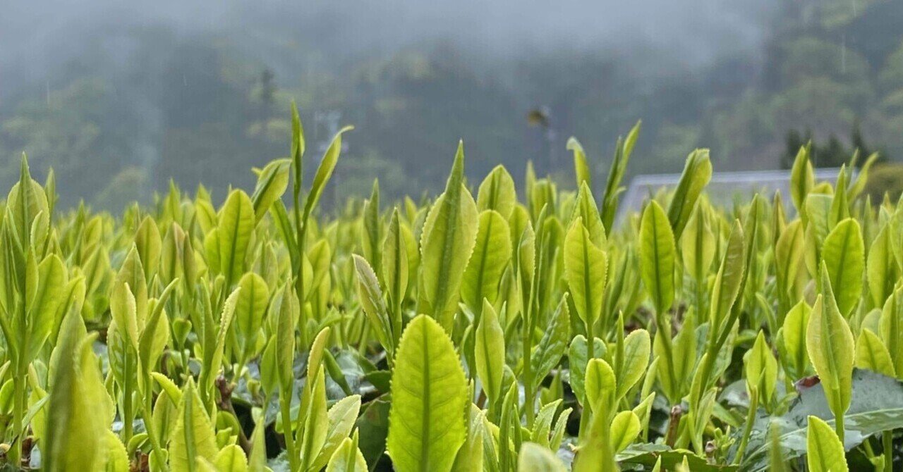 立梅用水通水200年～水の魔力・恵み｜高坂正澄