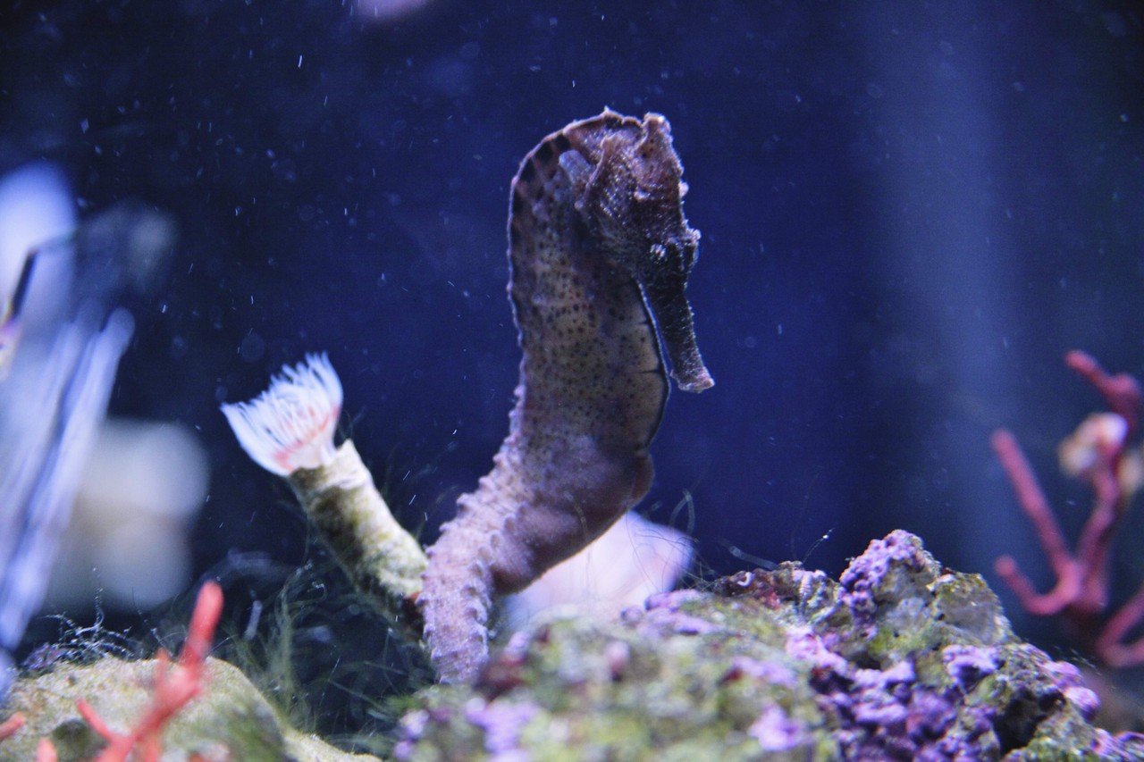 京都水族館の写真 Tomiyoshi Takuya 写真 京都 Note