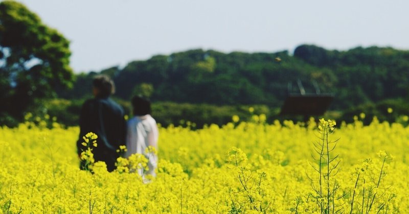 菜の花畑を歩く