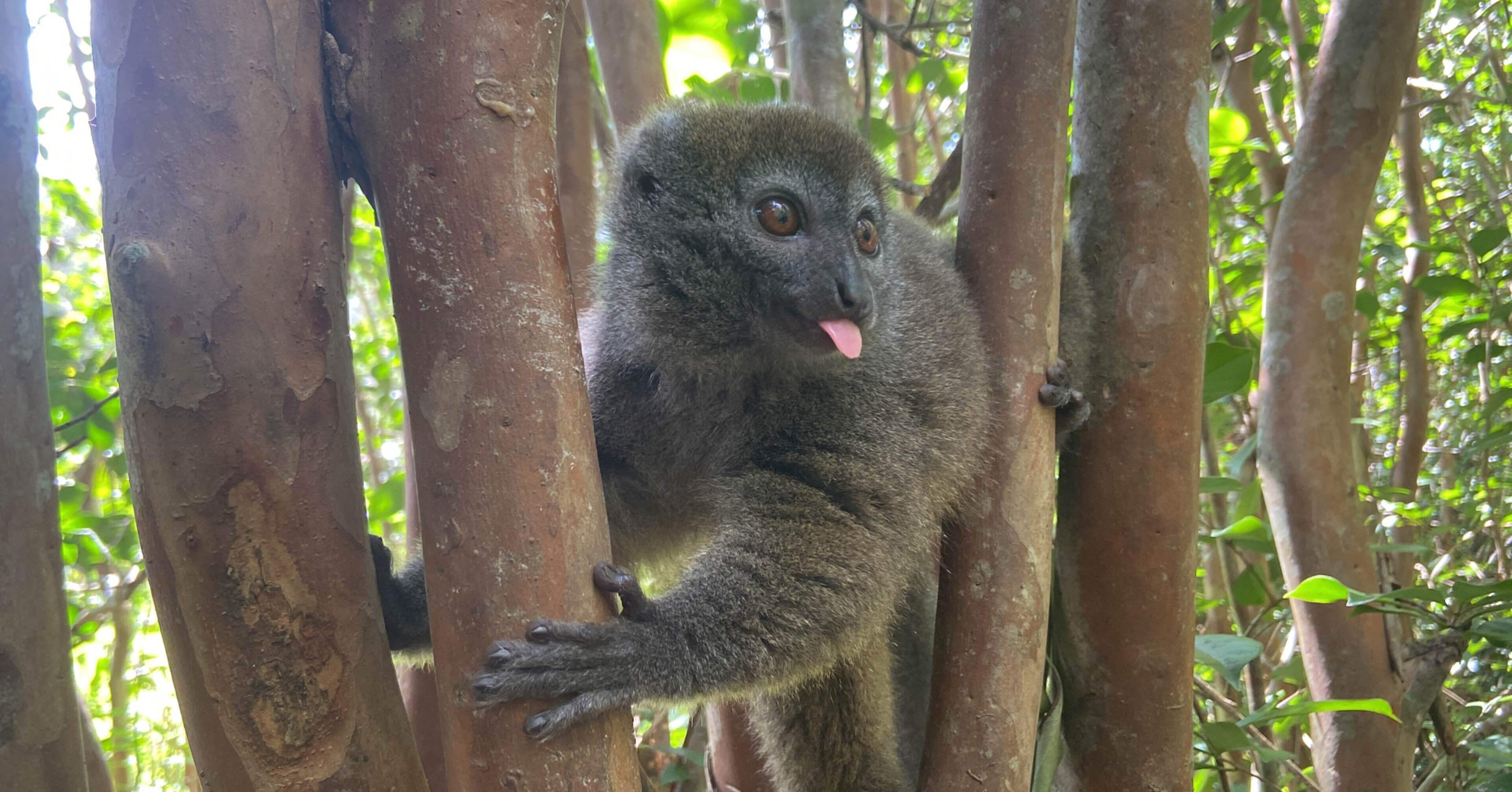 おさる 61QB96vUjCL.jpg_BO30,255,255,