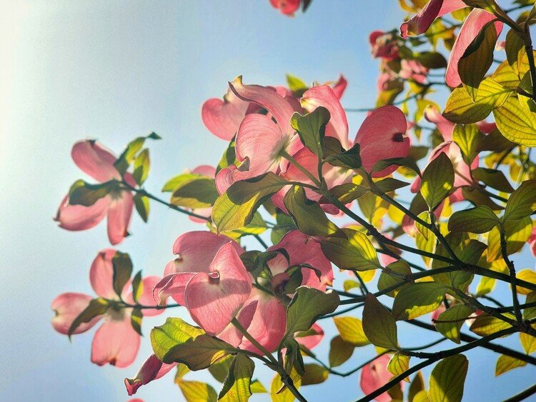 おはよーございます。

ハルハレアサ。
薄紅色の可愛いキミが、光をそのフィルタに透過して。
ぽけーと口開けて見上げていた朝でした。

月曜日。
ステキな一週間を。

#sky #spring #flower #空 #春 #ハナミズキ #moritaMiW #love #佳い一日の始まり