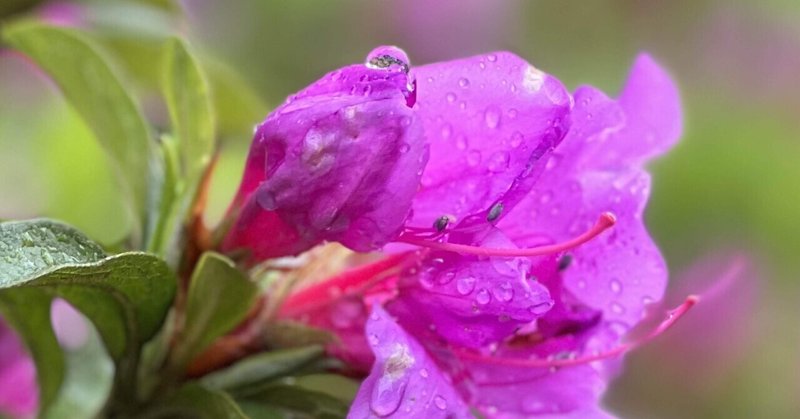 詩NEW 「桜  藤 躑躅  紫陽花 寄り添って生きてきな！」