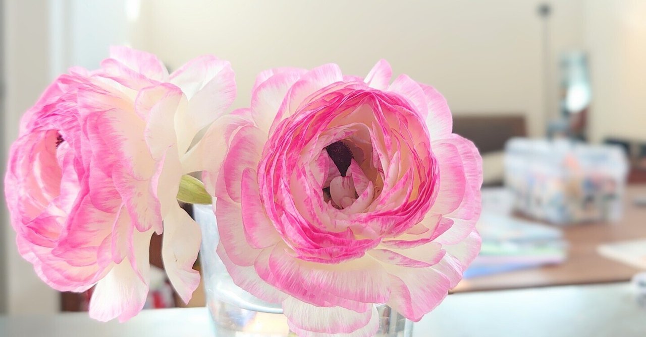ラナンキュラス、鉢植えからドライフラワーへ。春の芽吹きと快晴 ラナンキュラス、鉢植えからドライフラワーへ。春の芽吹きと快晴
