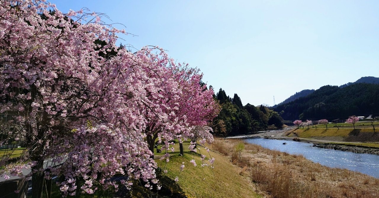 京北 大堰川2021年4月7日【桜】|レタス 京北 大堰川2021年4月7日【桜】|レタス