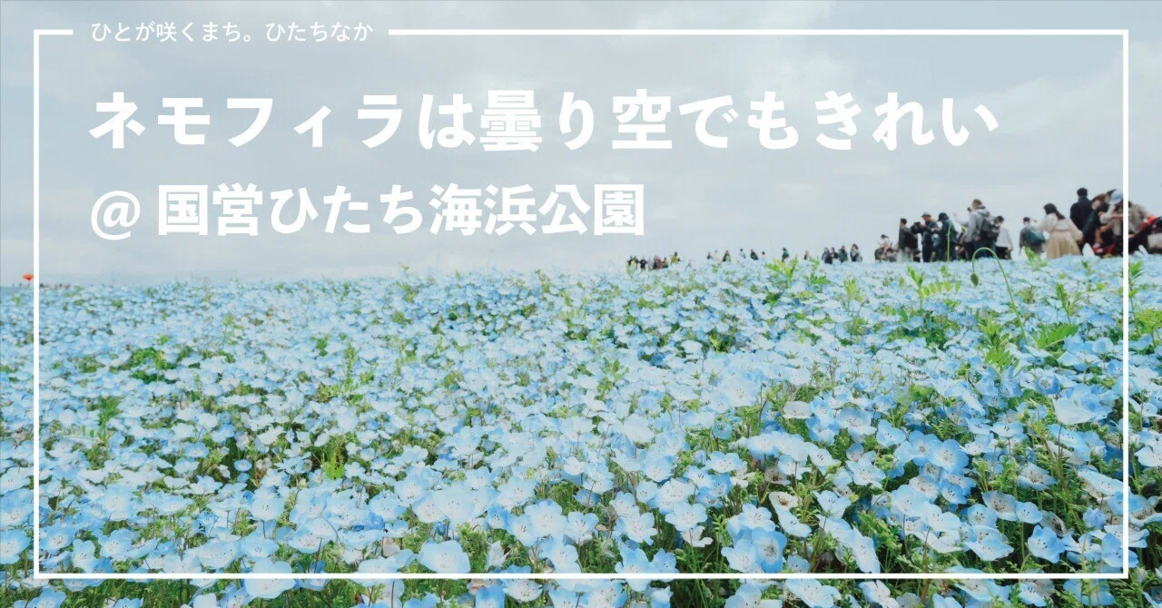 国営ひたち海浜公園】曇り時々雨だったけどネモフィラはきれいでした