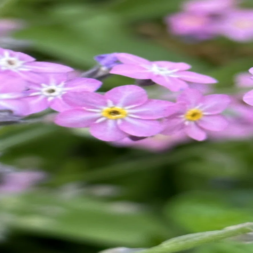 桃花勿忘草｜EGGSEED